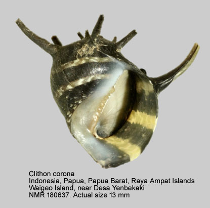 Neritina turrita (9).jpg - Clithon corona (Linnaeus,1758)